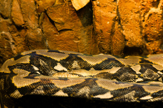 Detailed close up of a python snake with black and tan diamond pattern coiled on rocks inside a zoo terrarium. Scaly texture of reptile skin.