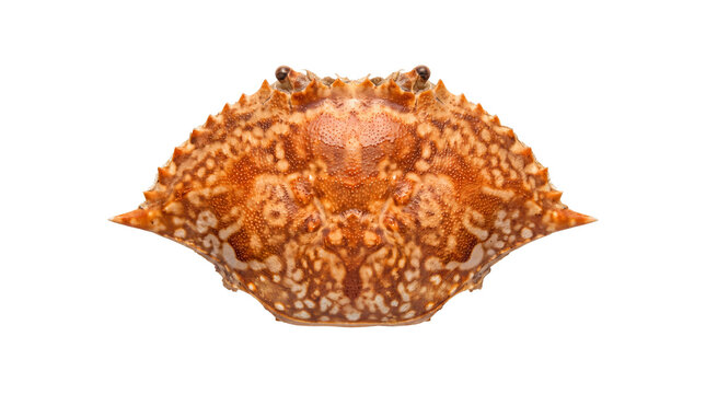 Orange crab shell with textured spikes, marine crustacean exoskeleton, detailed sea life specimen for biology and culinary design isolated PNG with Transparent Background
