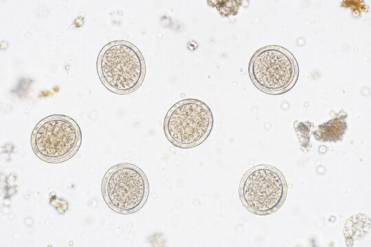 Cells under microscope view for education of biology. Unfertilized egg cells in laboratory sample. Science research of embryology and cytology. Medical study of cell structure and reproduction.