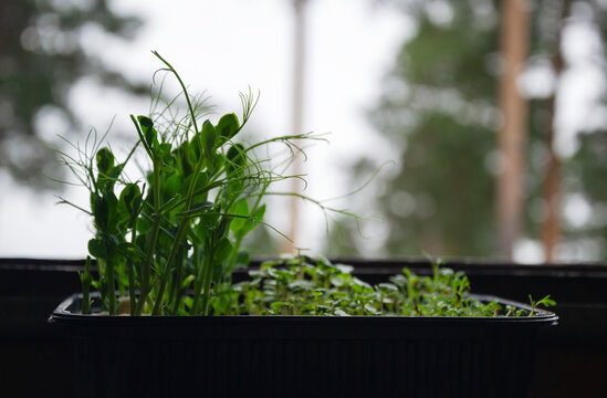 Young green pea shoots growing in a black planter on a windowsill