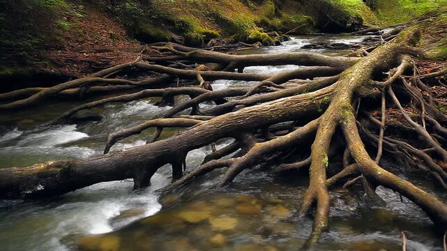 清流の木の根の質感 シームレスループ動画背景 16:9 4K