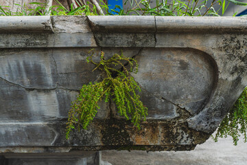 Fototapeta premium Old stone planter with overgrown green plants