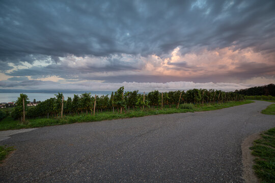 A rare stratocumulus volutus roll cloud forms over lush vineyards along Lake Constance during a dramatic dawn sunrise. Hagnau. 