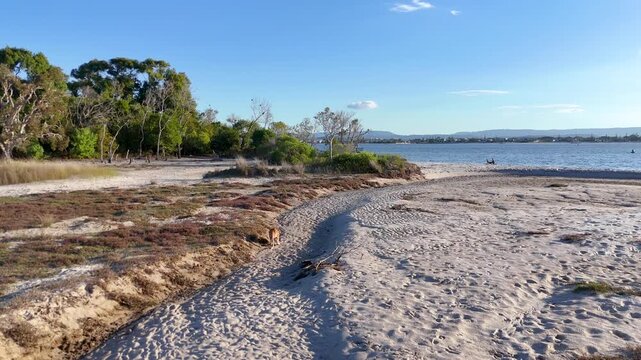 Wallaby Hopping Across Sandy Coastal Track Toward Calm Waterway