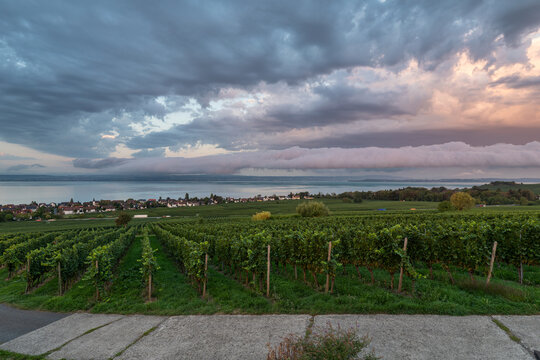 A rare stratocumulus volutus roll cloud forms over lush vineyards along Lake Constance during a dramatic dawn sunrise. Hagnau. Starenturm Lookout.
