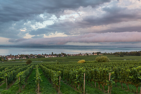 A rare stratocumulus volutus roll cloud forms over lush vineyards along Lake Constance during a dramatic dawn sunrise. Hagnau. Starenturm Lookout.