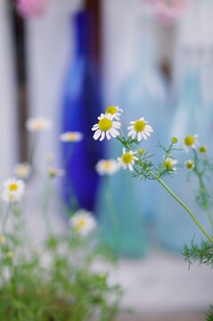 forget me not
