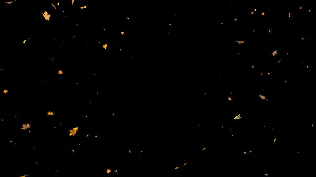 Seamless loop 3D animation of sparse autumn maple leaves flying to camera. Light yellow, red, orange leaf fall particle overlay in 4K resolution with alpha channel transparent background.
