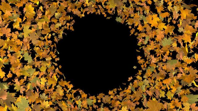 Autumn leaf explosion transition: colorful 3D maple foliage bursts from center into a round circle border frame. 4K video overlay with transparent background (alpha channel) for video editing.