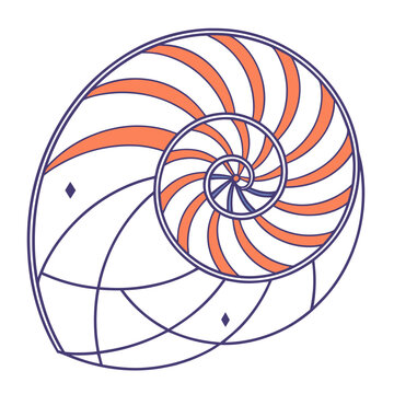 Nautilus shell spiral illustration in geometric line art style with sea shell