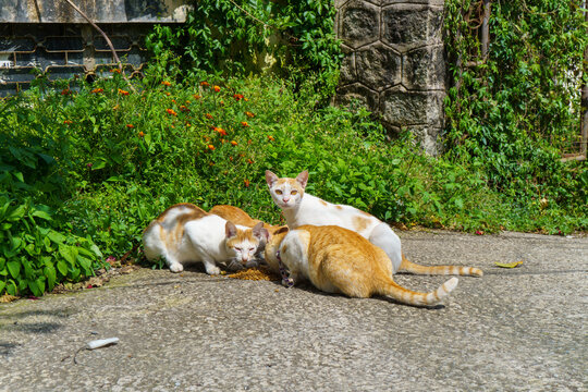 Group of cats resting on sunny concrete path