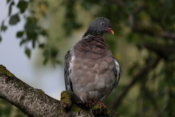 Fototapeta premium Wood Pigeon, Columba palumbus, resting on a sturdy birch branch
