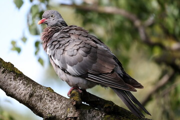Obraz premium Wood Pigeon, Columba palumbus, relaxing on a tree branch with fluffed feathers in peaceful woodland nature