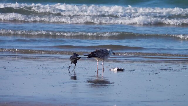 Animal behavior. Aggressive behavior., Feeding. Young seagull (Larus armenicus) eats refuse of sea (squid), and house crow (Corvus splendens) pulls it by wing to distract it from its prey. Arabian Sea