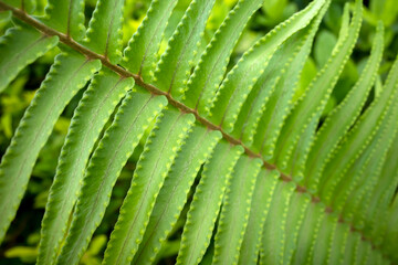 Green fern leaves (Nephrolepis cordifolia), selected focus © JakaSuryanta