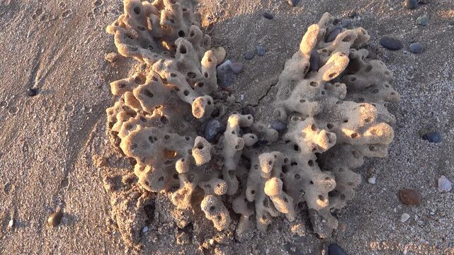 Dead corals washed up on the shores of the Arabian Sea, Oman