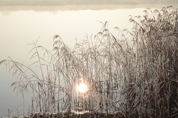 Obraz premium Golden sunlight shining through frosted common reed on a calm misty lake, late autumn morning nature background