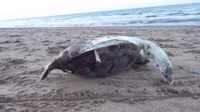 A Loggerhead turtle (Caretta caretta) died in the Arabian Sea and washed up on the coast of Oman. Wild animals are not interested in war and oil reserves.
