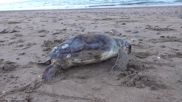 A Loggerhead turtle (Caretta caretta) died in the Arabian Sea and washed up on the coast of Oman. Wild animals are not interested in war and oil reserves.