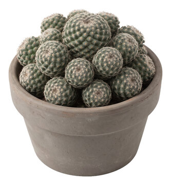 Clustered spherical cacti in a wide flowerpot
