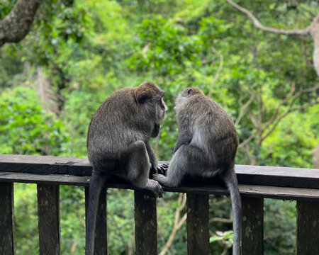 Two monkeys are sitting on a wooden fence. Lush green trees fill the background.
