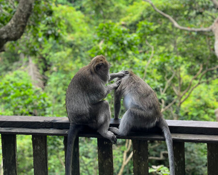 Two monkeys are sitting on a wooden fence. One of them is gently touching the other&rsquo;s head. Lush green trees fill the background
