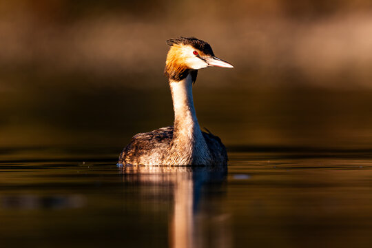 Great crested grebe male duck in early morning light on a river in Switzerland fishing for breakfast. 