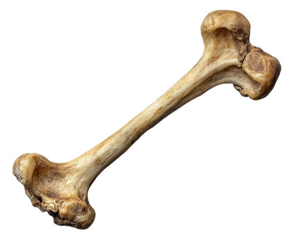 Large animal bone exhibits a weathered, curved surface, depicting natural textures and rustic details, isolated on transparent background