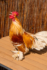 Colorful Rooster with Feathered Feet Standing in Sunlight © Mario