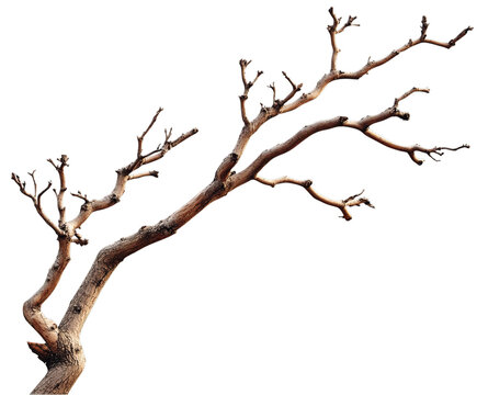 Dried tree branch twisting gracefully, showing a brown hue, representing winter's stark beauty, isolated on transparent background