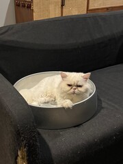 Cute fluffy white cat resting comfortably inside a metallic bowl on a black sofa. © lifeistoohard