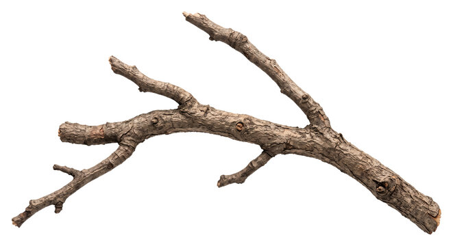 Weathered branched tree limb with rough textured bark