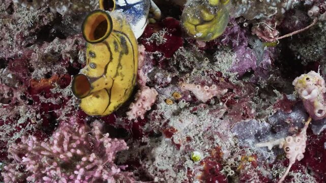 Close-up macro footage of vibrant yellow and blue sea squirts (tunicates) thriving on a colorful coral reef