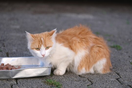 Young longhair cat eating cat food from dish on the street. Horizontal image with selective focus.	