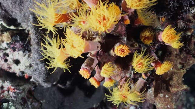 Close-up underwater footage of vibrant yellow cup corals opening their polyps to feed on a tropical coral reef