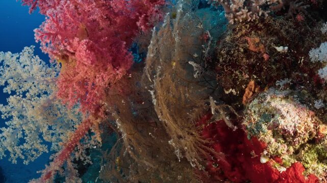 A breathtaking underwater shot featuring vibrant, colorful soft corals and rich marine life thriving in the deep blue ocean
