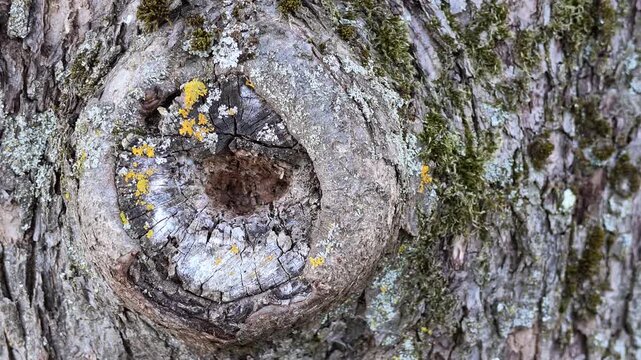 Astloch in altem Apfelbaum, Baumrinde, Bildhintergrund