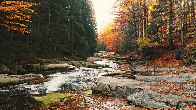 Smooth cinematic flight above a rocky forest stream surrounded by vibrant autumn foliage. Features authentic rushing water and real birdsong, creating a peaceful natural woodland atmosphere.