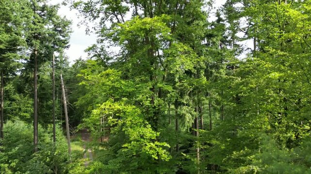 A peaceful and serene forest on Rothenberg mountain in Bavaria, Germany. Sunlight filters through lush green trees onto a winding dirt path, evoking a sense of tranquil exploration.