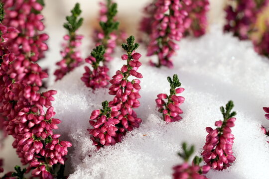 Bl&uuml;ten im Schnee, Blume, Knospe, Knospen, Besenheide (Calluna vulgaris), Heidekraut, Heidekrautgew&auml;chse (Ericaceae), Heide, Erika, rot, rosa, pink, green, wei&szlig;, kalt, Winter, Weihnachten, Makro