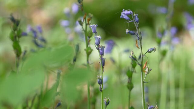 Close Up Of Wild Common Bluebell Flowers Blooming In A Green Spring Woodland