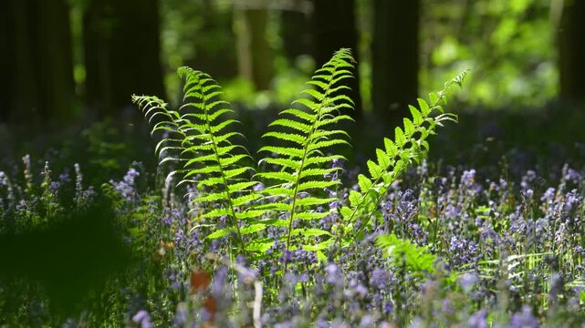 Sunlit Green Ferns Rising Above A Carpet Of Bluebells On The Forest Floor In Hallerbos Belgium
