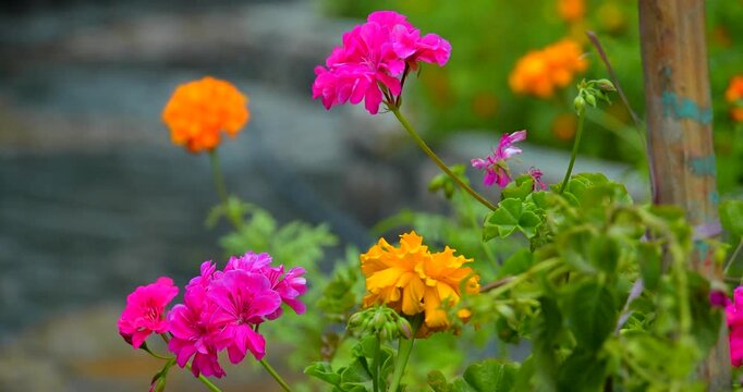 Pink Geranium and Orange Marigold Flowers Blooming Together