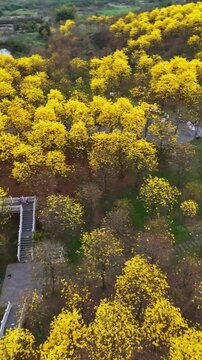 Vertical Video: Golden trumpet trees blooming across a hillside park with a sea of yellow flowers