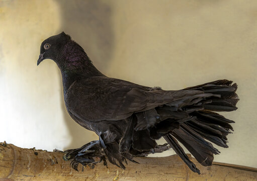 View of a black fancy pigeon with iridescent neck feathers perched on a wooden branch in Multan, Punjab, Pakistan.