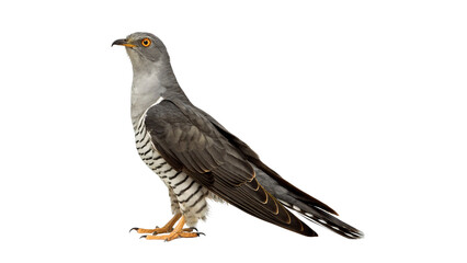 Fototapeta premium Wild common cuckoo bird standing and looking alert isolated on transparent background