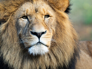 Male African Lion Portrait with Direct Eye Contact, Captive, Werribee Open Range Zoo, Australia © David