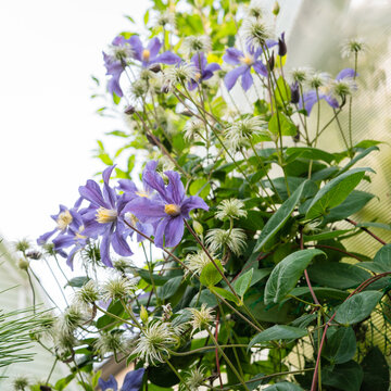 Clematis vine with purple flowers and fluffy seedheads in a garden  