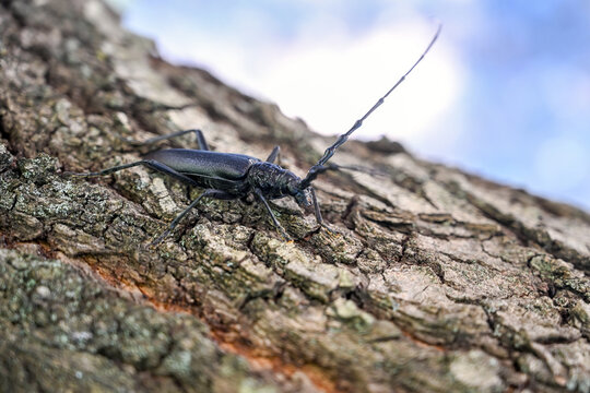 Great capricorn beetle resting on a tree trunk in its natural woodland habitat. Close up of a magnificent longhorn beetle crawling on tree bark outdoors.
