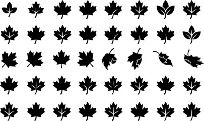 Fototapeta premium A comprehensive collection of diverse black silhouette maple leaf icons isolated on a clean white background for design